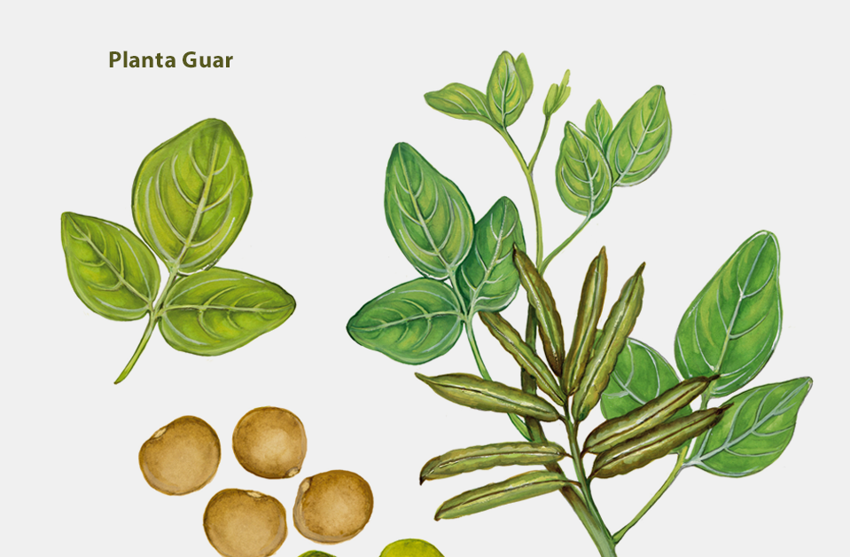 Planta Guar
